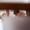 Photo Thumb