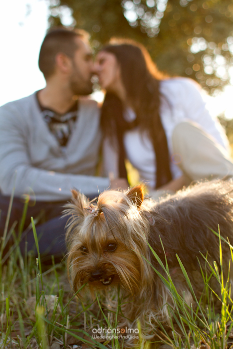preboda-camel06