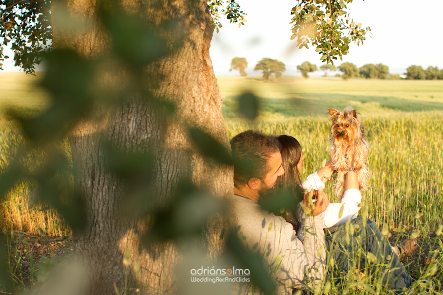 preboda-camel01