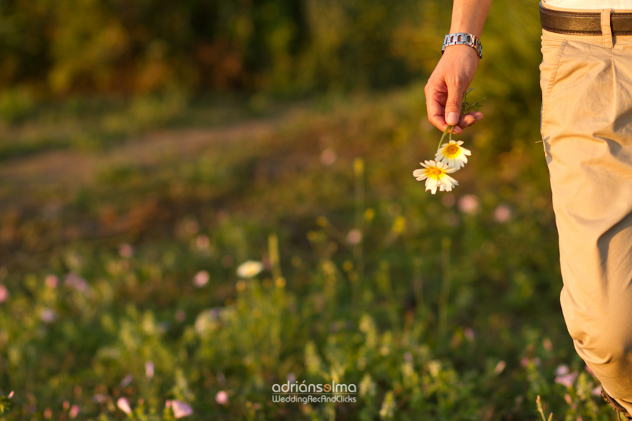 preboda-camel01