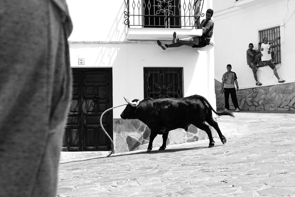 toro-cuerda-benaocaz-5