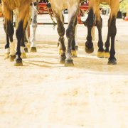 feria-del-caballo-jerez-14