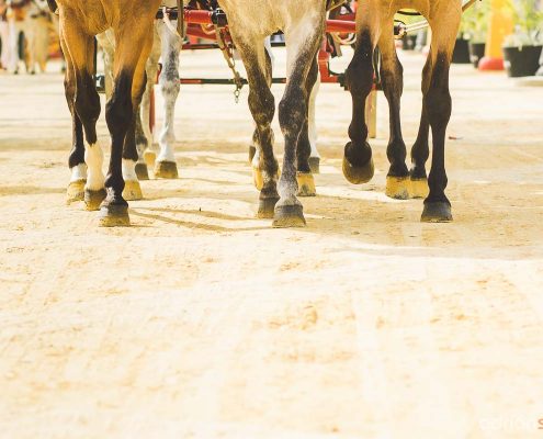 feria-del-caballo-jerez-14