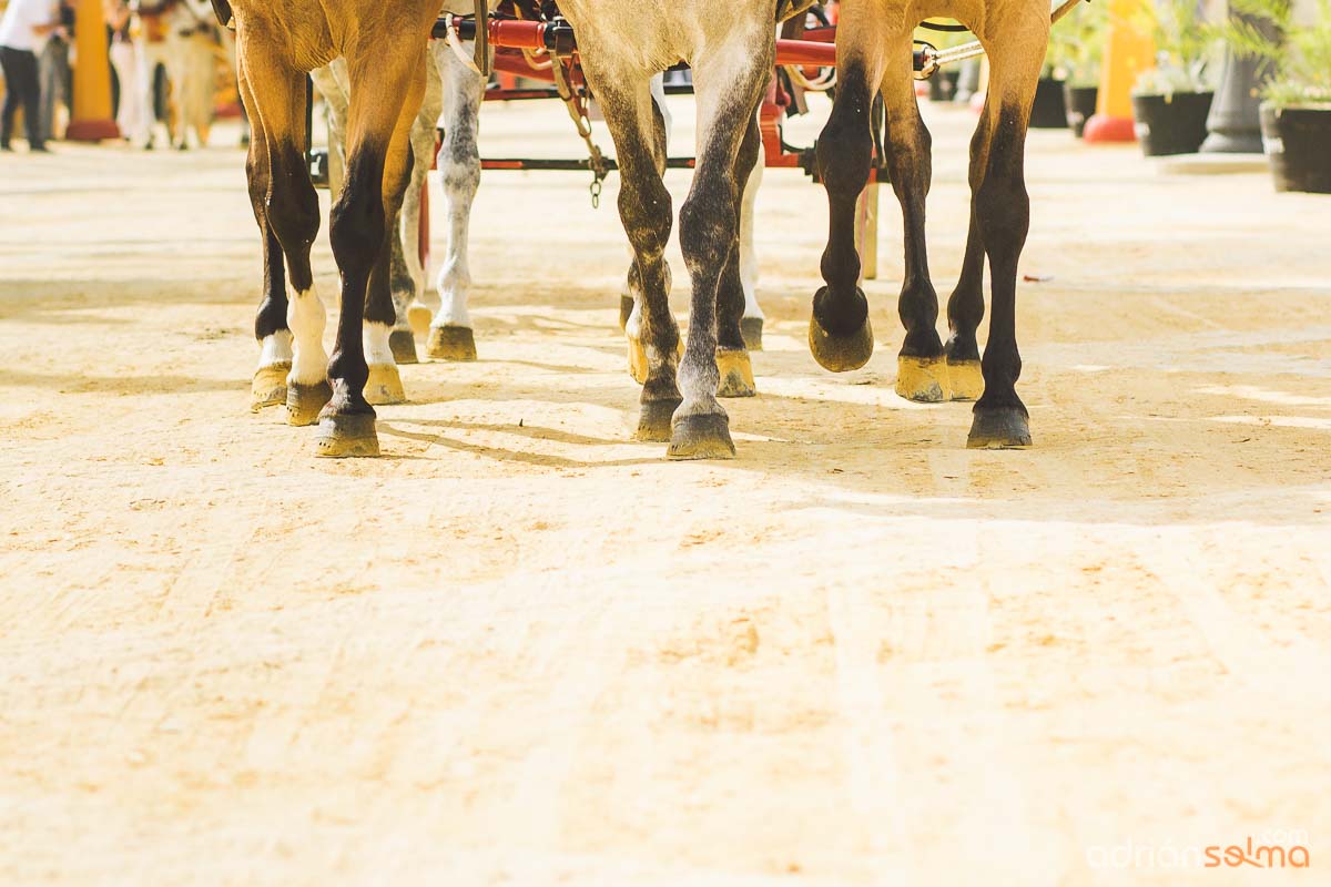 feria-del-caballo-jerez-14