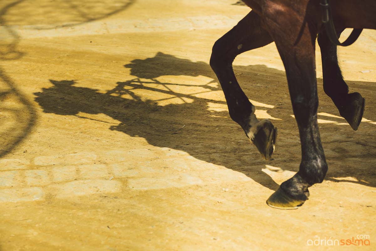 feria-del-caballo-jerez-8