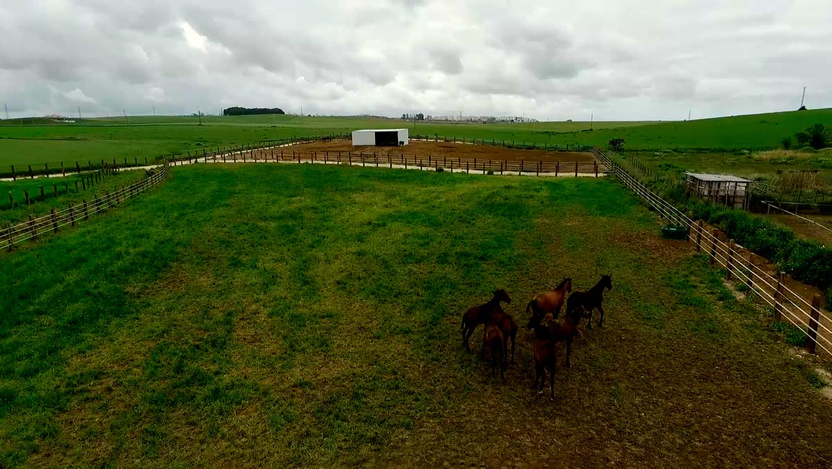 video-caballos-jerez-yeguada02