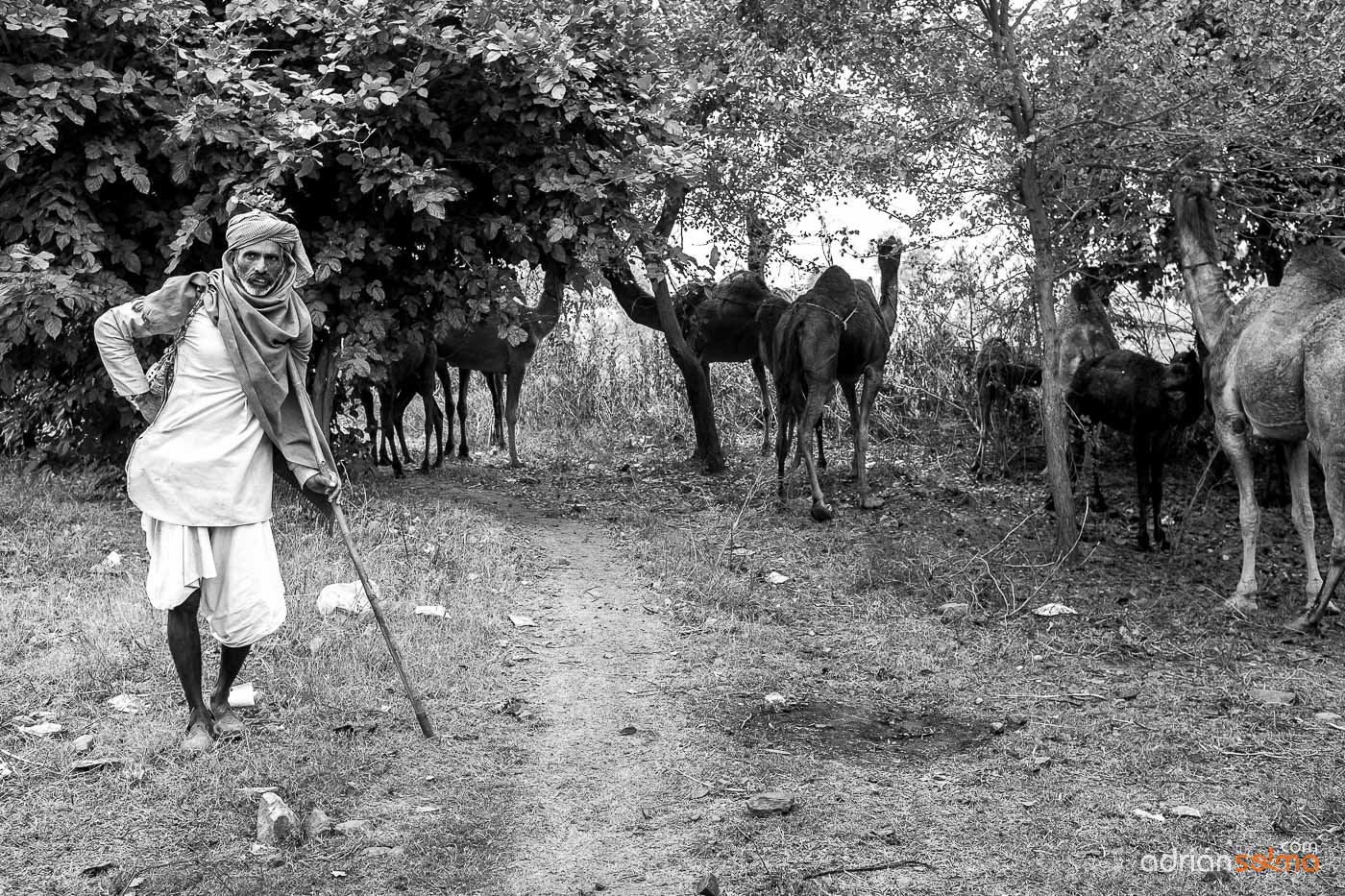 Pastor de camellos. Jaipur