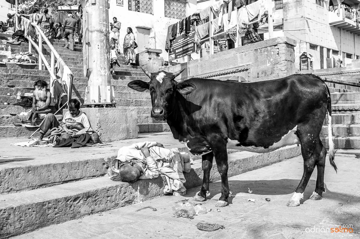 Las vacas sagradas deambulan por las calles de la India. Varanassi 